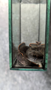 CHANNA LIMBATA ORI BUKIT SAIZ 2INCI