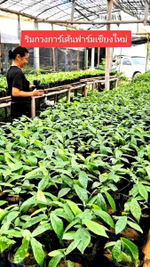 ถุงเพาะชำ 3x7 นิ้ว จำนวน 100 ใบ