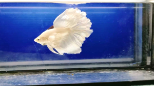 BETTA DUMBO PLATINUM WHITE PEGASUS HALFMOON ROSETAIL ( RARE)