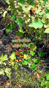 เมล็ดพันธุ์ มะแว้ง บักแข้งขม 200 เมล็ด 20 บาท มะแว้งเครือ มะแค้งขม มะแว้งขม หมากแข้งขม แว้งคม