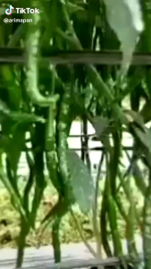 Insektisida KAMUI 106SC 250ml