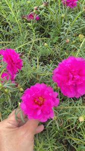 แพรเซี่ยงไฮ้ตัดกิ่งสด+คุณนายตื่นสาย10กิ่ง คละสี ดอกสวยปลูกง่าย