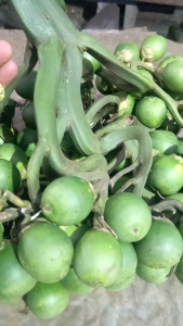 หมากสดหมากดิบ ..1..kilo