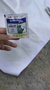 sâu kiến gián ve  Bọ Nokorthom Gent