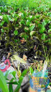 MATA KAIL KECIL PANCING IKAN SEPAT UKURAN 01