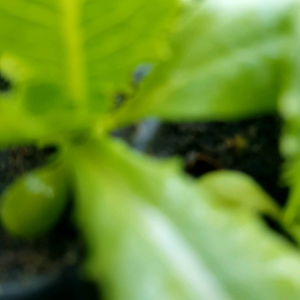 ดินเพาะเมล็ดเพาะต้นกล้าอย่างดี(ผ่านกระบวนการหมักและร่อนละเอียดแล้ว)