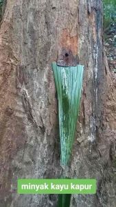 Minyak kayu kapur 1 Liter