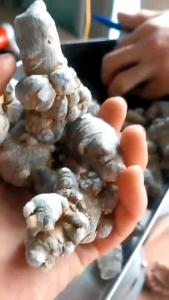 Củ Tam Thất Bắc To Già Chuẩn Nhiều Mắt ( Size Củ 24 32 52 66 90) 1kg giúp bồi bổ sức khỏe Củ tam thất bắc khô loại 1 - chuẩn đặc sản vùng núi tây bắc cam kết hàng chuẩn - dược liệu cực kì tốt để phòng chống nhiều b.ệnh