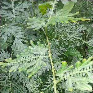 jual daun cakar ayam 1kg yang banyak manfaat dan khasiat ny