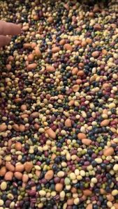 ถั่วรวม5สี คัดสวยสะอาดใหม่สด นึ่งให้นกแก้วกิน ขนาน 1kg