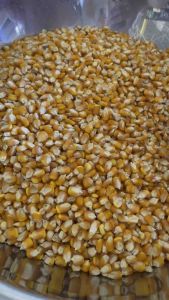 ขาวโพดเลี้ยงสัตว์ 9.50 กก.