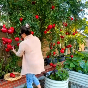 150 BUTIR BENIH TANAMAN DELIMA MERAH (KEMASAN ORIGINAL)