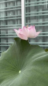 Chun Xue Lotus Seeds 春雪 | Medium-Large Pink White Multi-Petal Lotus | Early & Abundant Blooms | 3 Seeds