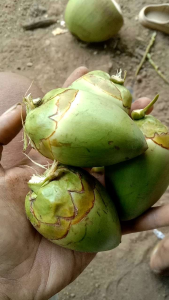 tembuluk kelapa muda segar obat diabetes kencing manis per 5 pcs