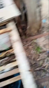 PROMO KEMASAN 500GR MADU ASLI MADU PERAS NEKTAR BUNGA MULTIFLORA DOMINAN AKASIA