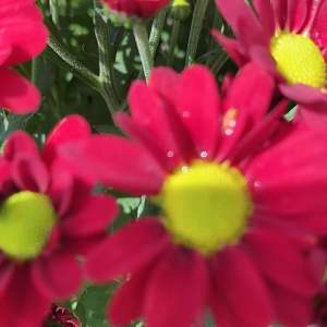 CÂY CÚC PICO ĐỎ VÀNG 30 cm