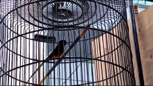 VITAPLUSPRO PENGGACOR SEMUA BURUNG KICAUAN