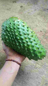Sirsak Manis Enak dan Segar 1 Kg Buah Tropis Kayak Akan Nutrisi Asli Ciamis