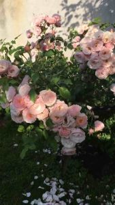 Gốc Hồng Siêu Nụ  Siêu Hoa hoa nở quanh năm gốc to khoẻ  nhiều màu