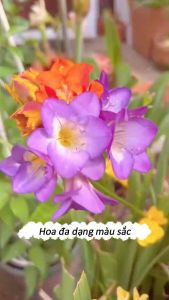 Củ giống hoa lan nam phi hoa tím trắng(1củ)- vì cây khỏe tỉ lệ nảy mầm cao