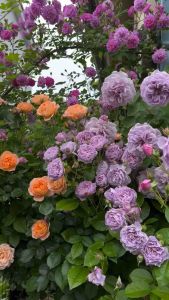 COMBO gốc hoa hồng bụi không leo nhiều màu-hồng ngoại bông to