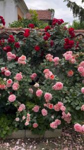 Gốc hoa hồng ngoại bông to rễ trần (Khách chọn màu) - Bao chuẩn màu