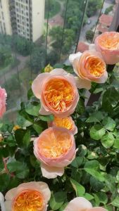 Combo 3 GỐC HOA HỒNG  Juliet giống ngoại triệu đô - gốc rễ trần