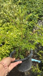 #ต้นหลิว #ไม้มงคลปลูกง่าย #แต่งสวนสวยได้หลากหลายแบบ #ต้นหลิวทอง #ไม้พุ่มมงคลปลูกประดับก็ได้ ต้นหลิวทอง (Revolution gold) หนึ่งในพืชเศรษฐกิจที่กำลังมาแรงและเป็นไม้ยืนต้นที่กำลังได้รับความนิยมมากในปัจจุบัน เพราะถึงจะเป็นไม้ยืนต้นแต่ก็ยังมีทรงพุ่มโปร่งสีทอง