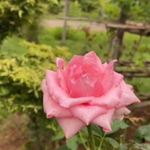 ปุ๋ยกุหลาบ บำรุงกุหลาบให้สีสันสวยงาม แข็งแรง นำเข้าจากญี่ปุ่น ของแท้