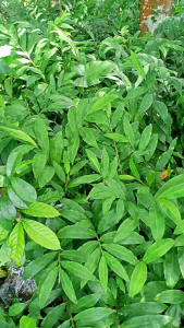 bibit lempuyang siap tanam