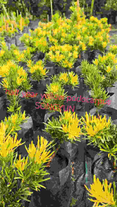 黄半年罗汉松 1尺以下 HALF YEARS YELLOW PODOCAROUS