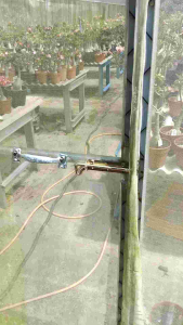 Adenium Obesum Bonsai ID 604 鸳鸯锦 富贵花