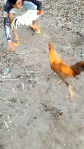 AMINOGINSEN Thuoc Nuôi Gà Đá Gà Chọi Tăng Lực Sung Mãn Dẻo Dai Tải Cựa Mạnh Lì Đòn (Hộp 15 Viên).