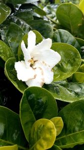 พุดทูอินวันด่าง กระถาง 11 นิ้ว ดอกหอมมากต้นวย (กทม)