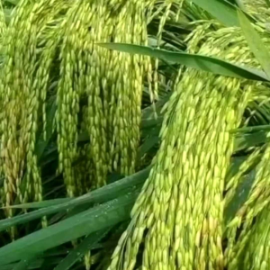 BENIH BIBIT PADI SRIKANDI JUMBO KWALITAS UNGGUL SUPER GENJAH