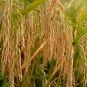 BENIH BIBIT PADI TRISULTAN KWALITAS UNGGUL SUPER GENJAH bibit jenis terbaru 2023 - 2024 b netto 1 kg