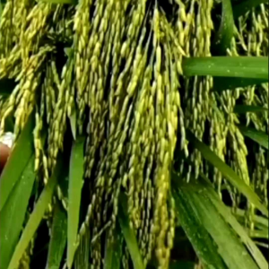 BIBIT BENIH PADI CAKRA BUANA KWALITAS SUPER UNGGUL GENJAH Seeds Padi Cereal Padi Jenis Tinggi - Lazada