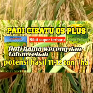 BENIH BIBIT PADI 1 Kg CIBATU 06 SUPER UNGGUL