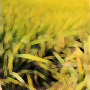 COD BENIH BIBIT PADI UB2 BATUTA KWALITAS UNGGUL