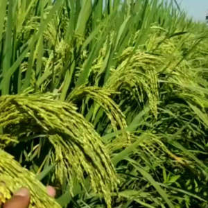 1kg BENIH BIBIT PADI INFARI 05 KWALITAS UNGGUL SUPER GENJAH BERBOBOT
