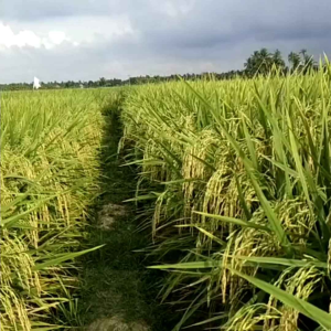 BENIH BIBIT PADI SUPER UNGGUL MR 269 KWALITAS TERBAIK SUPER GENJAH Biji Padi Kualitas Terbaik Cereal Seeds Padi - Lazada