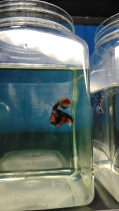 (Same as photo) AOC Betta Fish Size M Ikan Laga Show Gred
