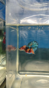 (Same as photo) Multi Metallic Betta Fish S+ Size Ikan Laga Show Gred