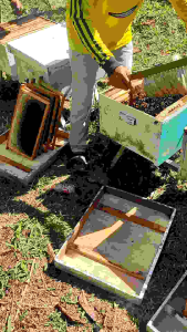 Madu Murni Nektar Dominan Randu 100% Alami 250ML