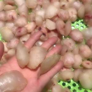 1 ký GÒ MÁ CÁ LÓC BAO DAI