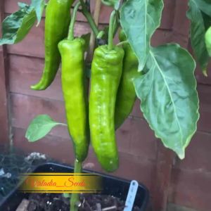 [Virladia Seeds] Biji Benih tanaman cabe jumbo Sweet Italian