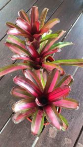 Neoregelia Zoel ( single ) 積水风梨