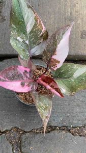 Philodendron Marble Pink Princess RARE