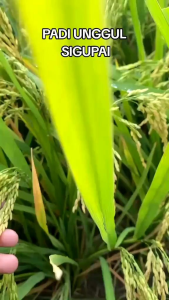 BENIH/BIBIT PADI SIGUPAI 01 SUPER UNGGUL kemasan 5KG