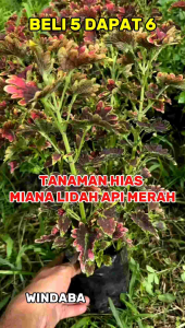 Windaba - Tanaman Hias Miana Lidah Api Merah (Beli 5 Dapatkan 6)